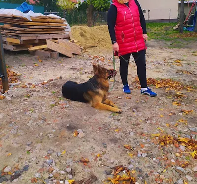 Ventura Szkolenie Psów